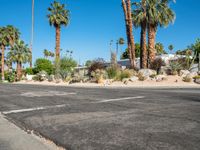 there are palm trees in the background by the road with stop sign in the middle