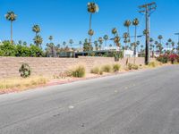 an empty street lined with palm trees in front of a fenced wall and street