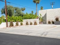 a empty parking lot in front of palm trees and buildings with a few bushes in front