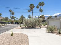 a parking lot with cacti plants and palm trees on a sunny day in palm springs, california