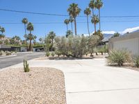 a parking lot with cacti plants and palm trees on a sunny day in palm springs, california