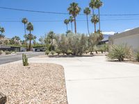 a parking lot with cacti plants and palm trees on a sunny day in palm springs, california