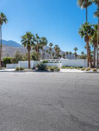 the street in front of a row of palm trees and mountains in the distance is a white building and a small white wall