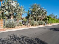 the shadow on a tree makes shadows of palm trees in a driveway and a stone fence