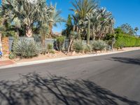 the shadow on a tree makes shadows of palm trees in a driveway and a stone fence