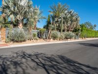 the shadow on a tree makes shadows of palm trees in a driveway and a stone fence