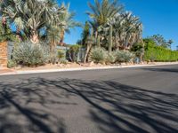 the shadow on a tree makes shadows of palm trees in a driveway and a stone fence