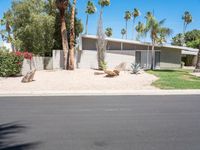 the front of a very modern house with lots of palm trees near it and a picnic table on the side of the driveway