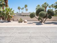 some trees and rocks in the front yard of a home with palm trees and bushes on either side