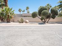 some trees and rocks in the front yard of a home with palm trees and bushes on either side