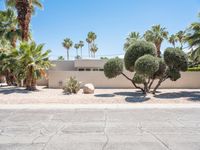 some trees and rocks in the front yard of a home with palm trees and bushes on either side