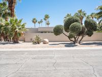 some trees and rocks in the front yard of a home with palm trees and bushes on either side