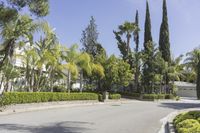 a palm tree lined driveway with a street light in the background and shrubs surrounding it