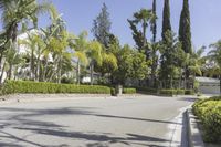 a palm tree lined driveway with a street light in the background and shrubs surrounding it