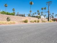 a paved street with a brick wall, and palm trees behind it and a fire hydrant beside it