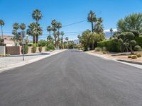 Palm Tree Lined Road in California, USA