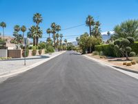 Palm Tree Lined Road in California, USA