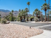 Palm Tree Lined Street in California