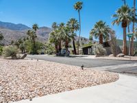 Palm Tree Lined Street in California