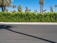 Palm Tree Lined Street in Palm Springs