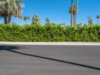 Palm Tree Lined Street in Palm Springs