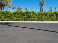 Palm Tree Lined Street in Palm Springs