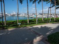 a walkway with some tall palm trees near a body of water and a small boat dock