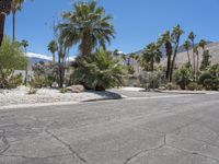 palm trees line the street between two homes in the distance are mountains, palm trees and desert