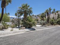 palm trees line the street between two homes in the distance are mountains, palm trees and desert