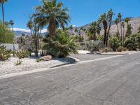 palm trees line the street between two homes in the distance are mountains, palm trees and desert