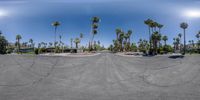 a full view of palm trees, from an open parking lot near a parked car