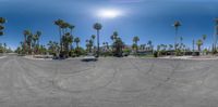 a full view of palm trees, from an open parking lot near a parked car