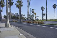 an empty street with some palm trees near a curb with a sign indicating a curve