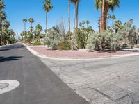 Palm Trees and Suburban Architecture