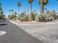 Palm Trees and Suburban Architecture