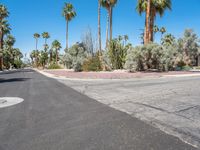 Palm Trees and Suburban Architecture