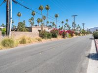 Palm Trees in Suburban Residential California