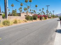 Palm Trees in Suburban Residential California