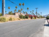 Palm Trees in Suburban Residential California