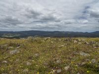 a field covered with lots of grass and rocks and flowers in the center and out of it is a mountain view