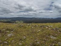 a field covered with lots of grass and rocks and flowers in the center and out of it is a mountain view