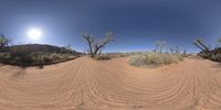 a panorama picture of a wide desert landscape with trees and shrubs, looking up at the sky