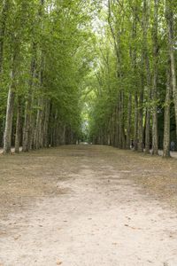 an empty dirt road lined with trees and bushes around it and people walking on the ground nearby