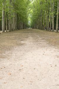 an empty dirt road lined with trees and bushes around it and people walking on the ground nearby