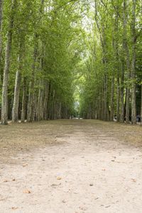 an empty dirt road lined with trees and bushes around it and people walking on the ground nearby