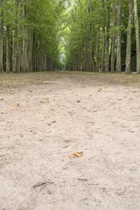 an empty dirt road lined with trees and bushes around it and people walking on the ground nearby