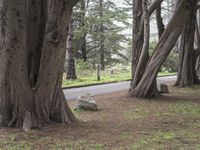 a park bench sitting under two large trees by a road with green grass and trees