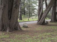 a park bench sitting under two large trees by a road with green grass and trees