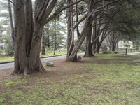 a park bench sitting under two large trees by a road with green grass and trees