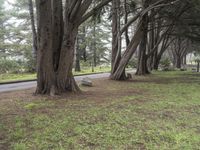 a park bench sitting under two large trees by a road with green grass and trees